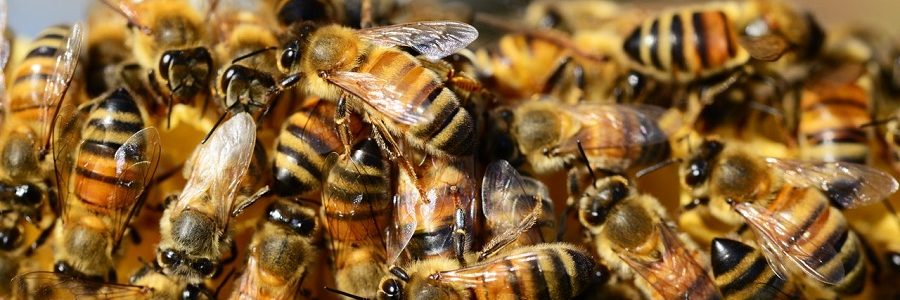 Detectan por primera vez microplásticos en el cuerpo de las abejas