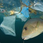 El Parlamento Europeo reclama medidas drásticas contra la basura marina