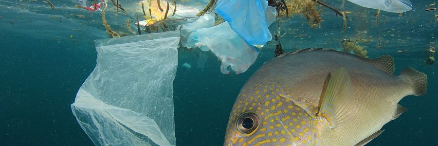 El Parlamento Europeo reclama medidas drásticas contra la basura marina