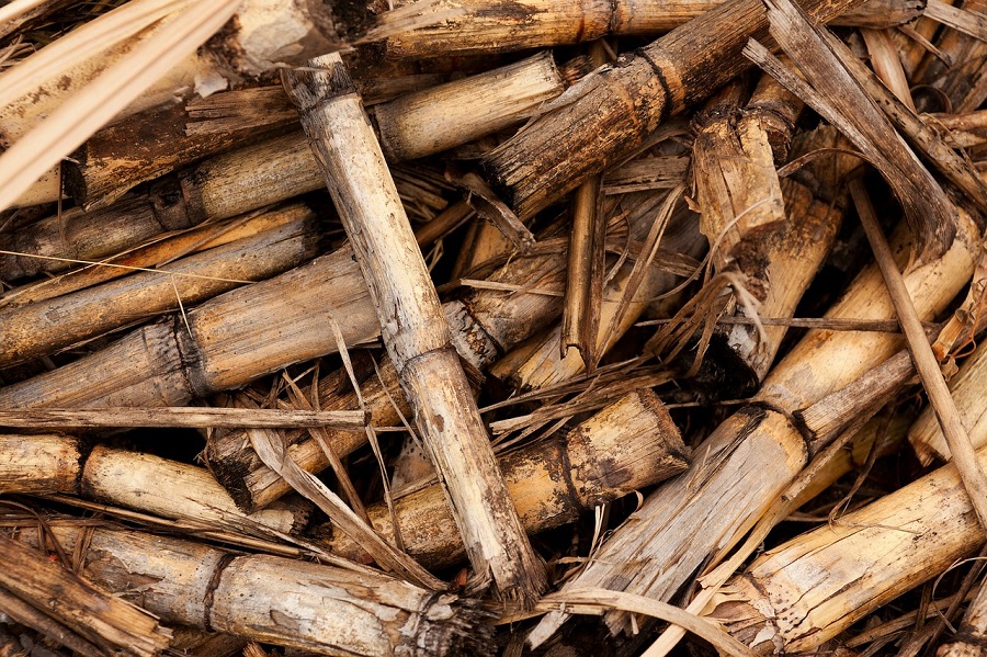 biomasa residual