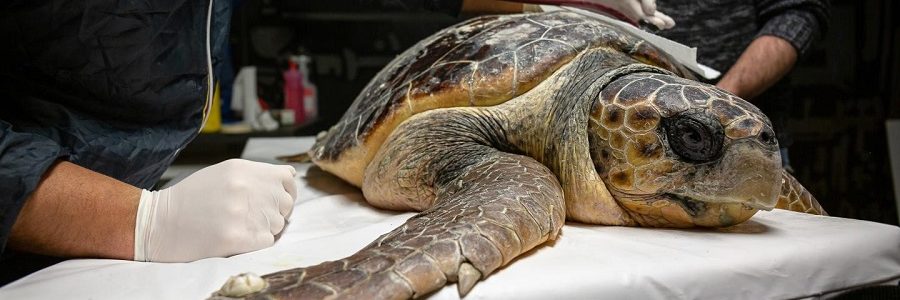 Las tortugas marinas, centinelas y víctimas de la contaminación plástica