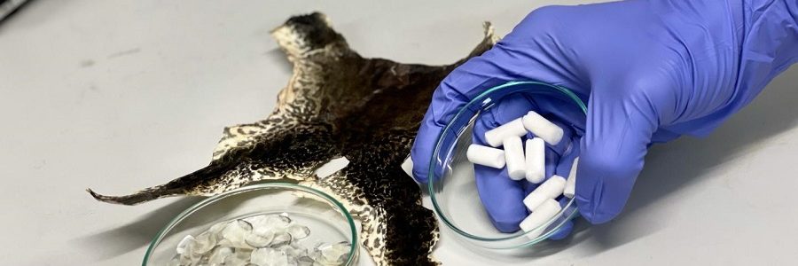 Científicos del NTU Singapur convierten residuos de acuicultura en un biomaterial para reparar tejidos humanos