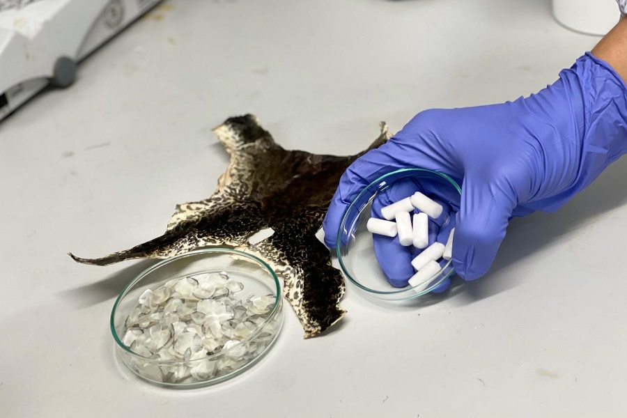 Nuevo biomaterial para la regeneración de tejidos a partir de residuos de acuicultura