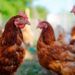 EL proyeco UNLOCK desarrollará procesos de valorización de plumas del sector avícola para obtener nuevos bioproductos