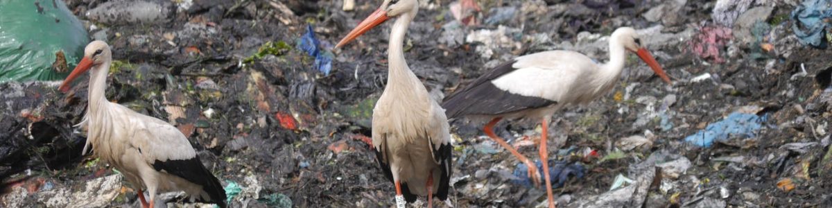 Los vertederos son una fuente de alimento para muchas aves: ¿qué pasará si los cerramos?