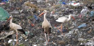 Los vertederos son una fuente importante de alimentos para muchas aves