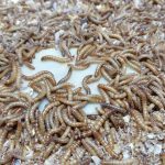 El proyecto AP-WASTE consigue degradar residuos plásticos agrícolas con insectos y lombrices