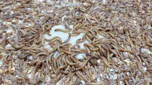 Insectos y lombrices permiten degradar plásticos agrícolas