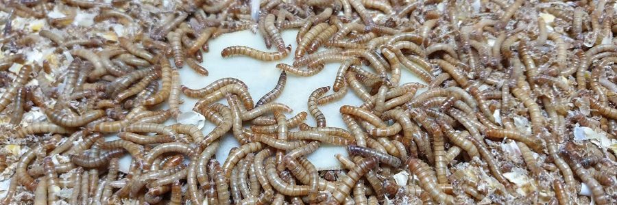 El proyecto AP-WASTE consigue degradar residuos plásticos agrícolas con insectos y lombrices