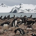 Hasta los pingüinos del Antártico comen microplásticos