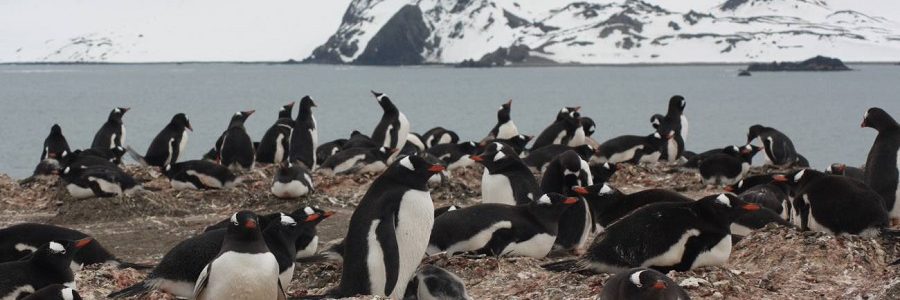 Hasta los pingüinos del Antártico comen microplásticos