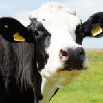 Microorganismos del estómago de las vacas pueden descomponer el plástico