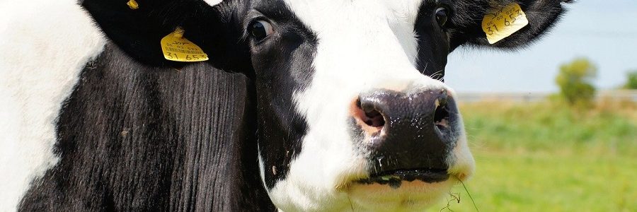 Microorganismos del estómago de las vacas pueden descomponer el plástico