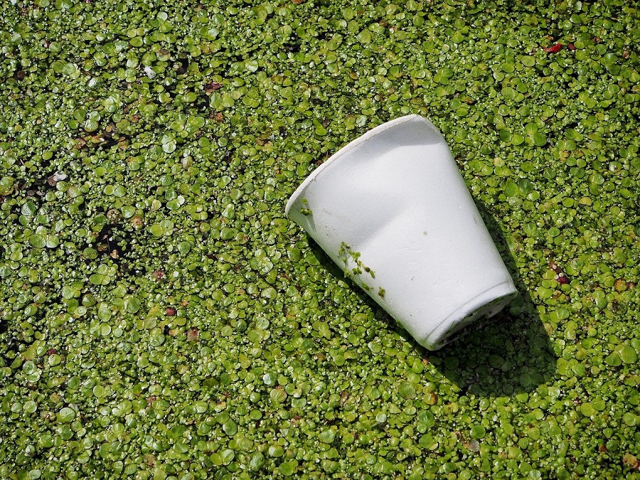 Biodegradable O No Biodegradable Esa Es La Cuesti n
