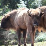 Un proyecto cántabro para la conservación del bisonte europeo, premiado en #Ecólatras by Ecovidrio como una de las iniciativas más sostenibles del país