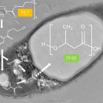 Descubren una bacteria que degrada el PET y lo convierte en plástico biodegradable