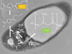 Una bacteria convierte el plástico PET en un plástico biodegradable