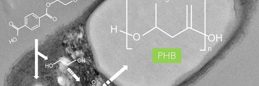 Descubren una bacteria que degrada el PET y lo convierte en plástico biodegradable