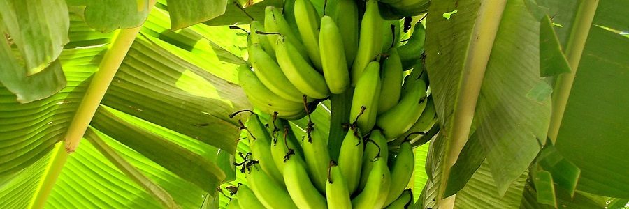 Un envase hecho de hojas de platanero gana el Innovation Day de la UB