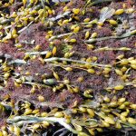 Valorización de algas de arribazón, de residuo a recurso