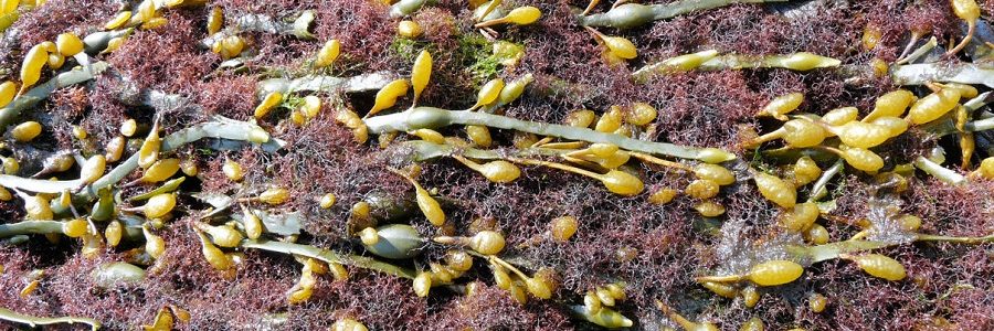 Valorización de algas de arribazón, de residuo a recurso