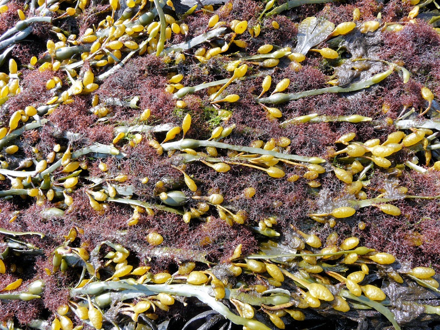 Proyecto para la valorización de algas de arribazón