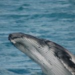 Una ballena puede consumir más de tres millones de microplásticos cada día