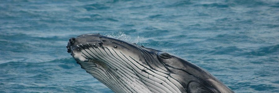 Una ballena puede consumir más de tres millones de microplásticos cada día