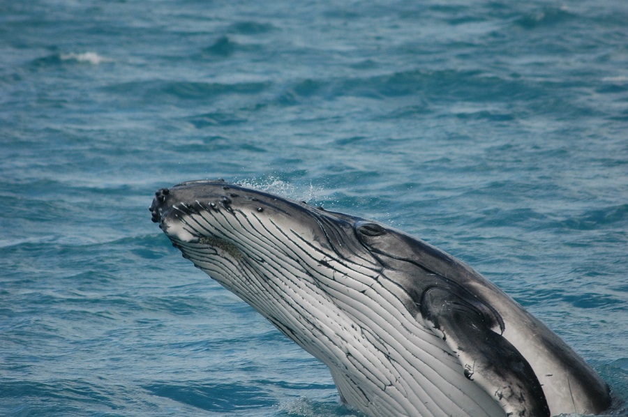 Las ballenas pueden ingerir grandes cantidades de microplásticos cada día