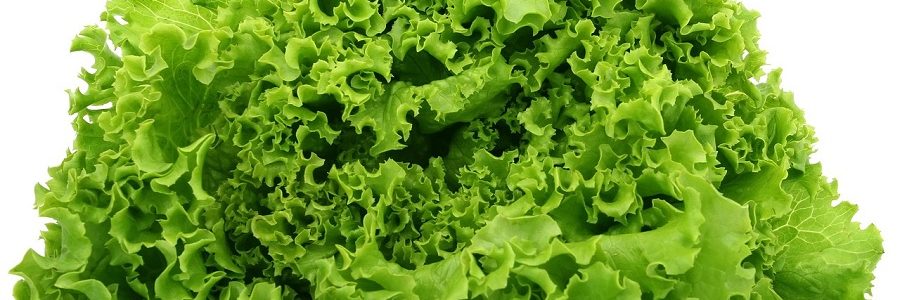 Un envase biodegradable y producido a partir de residuos de lechuga gana el Challenge Lab 2021 de EIT Food