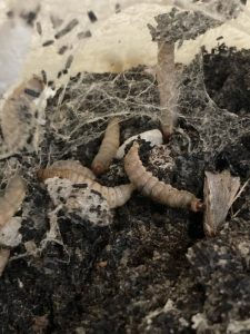 Gusanos de la cera para degradar residuos plásticos