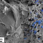 La ingesta de microplásticos altera la microbiota intestinal