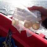 Desarrollan cápsulas de café compostables y biodegradables en el mar