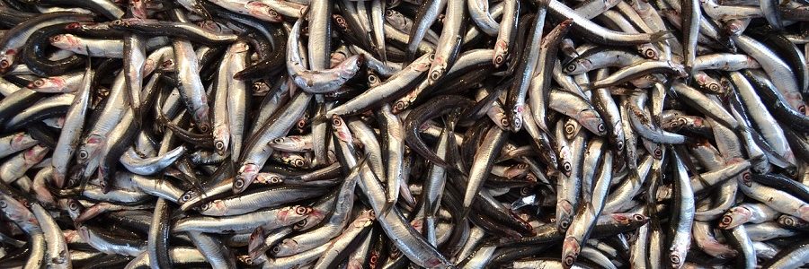 Proyecto para convertir residuos de la industria transformadora de pescado en bioplásticos