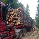 La valorización de residuos forestales, esencial para la descarbonización de la industria