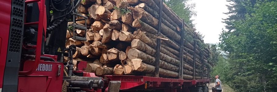 La valorización de residuos forestales, esencial para la descarbonización de la industria