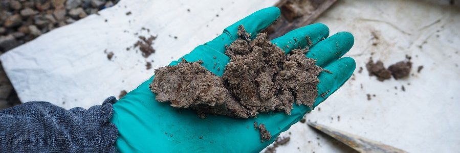 Estudian el uso de hongos para eliminar hidrocarburos del petróleo en suelos contaminados