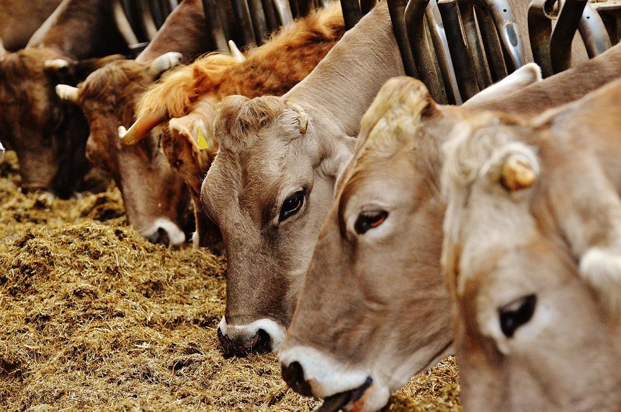 Investigaciones avalan el uso de subproductos agroindustriales para alimentar animales