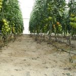 Obtienen un biofertilizante más barato y sostenible a partir de residuos de tomatera