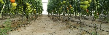 Obtienen un biofertilizante más barato y sostenible a partir de residuos de tomatera
