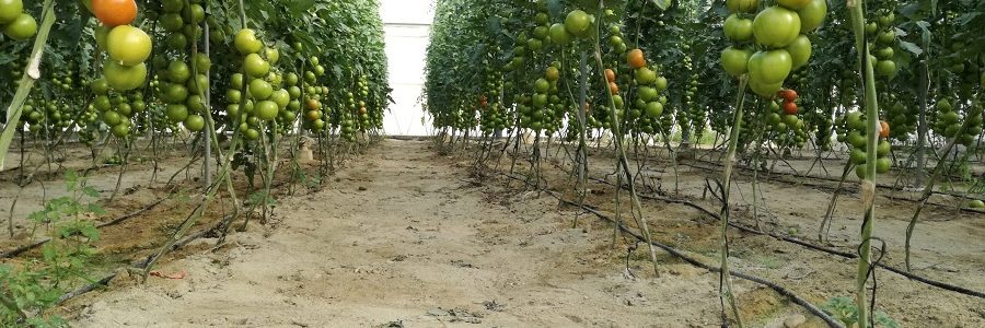 Obtienen un biofertilizante más barato y sostenible a partir de residuos de tomatera