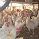 AVIENERGY, un proyecto de Grupo Operativo Supraautonómico para el aprovechamiento eficaz de los residuos avícolas con la producción de energía y materiales fertilizantes
