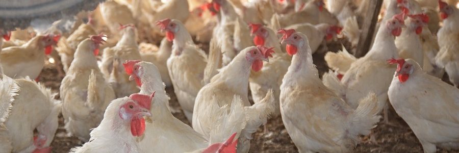 AVIENERGY, un proyecto de Grupo Operativo Supraautonómico para el aprovechamiento eficaz de los residuos avícolas con la producción de energía y materiales fertilizantes
