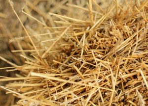 Utilizan residuos agrículas para descontaminar aguas