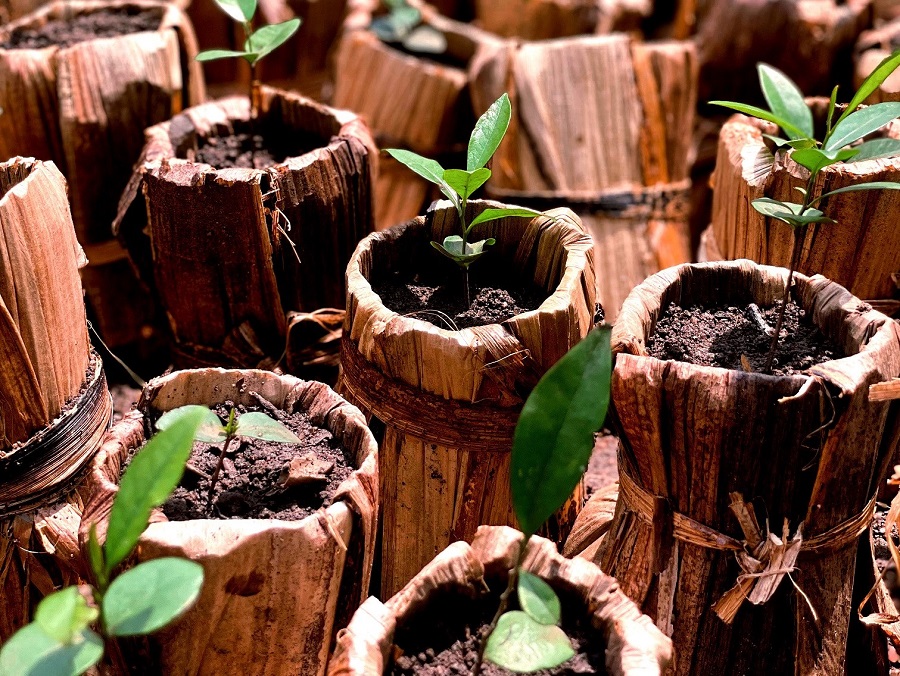 Macetas biodegradables para proyectos de reforestación