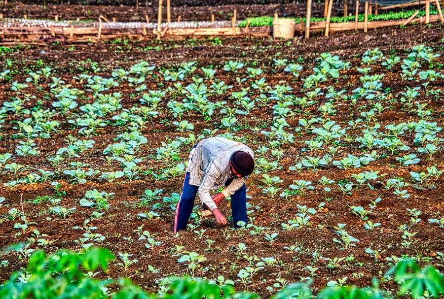 histórico color Hobart El uso de fertilizantes ha contaminado y degradado los suelos durante años. ¿Qué se está haciendo para revertir la situación? histórico color Hobart El uso de fertilizantes ha contaminado y degradado los suelos durante años. ¿Qué se está haciendo para revertir la situación?