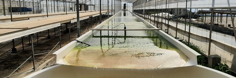 Usan agua salada y microalgas marinas para depurar purines de cerdo