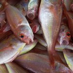 Desarrollan un método sostenible para obtener omega 3 de residuos pesqueros