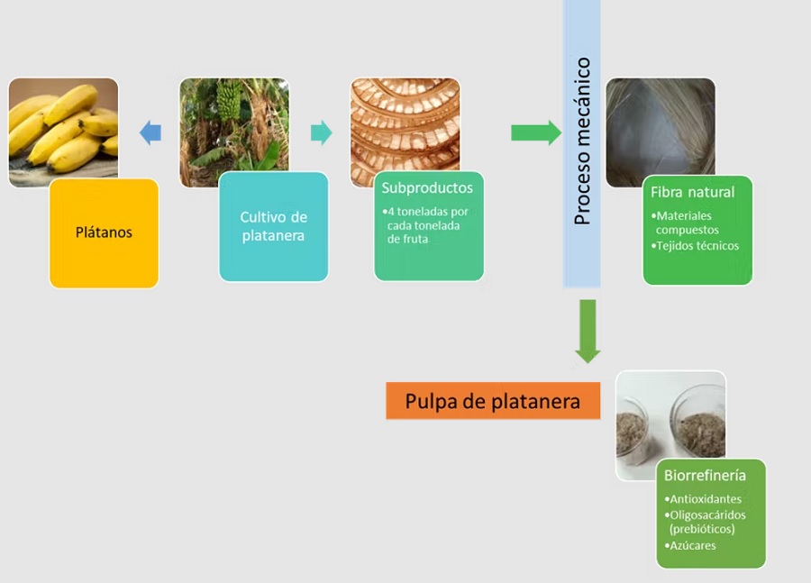 Valorizacin de residuos de platanera