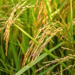Proyecto para producir hidrógeno verde a partir de paja de arroz y lodos de EDAR